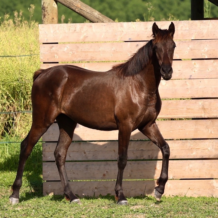 Pantera du Corval - photo 4