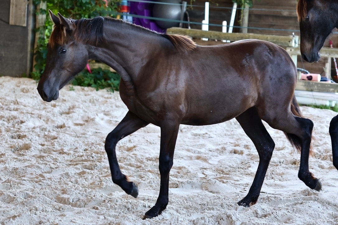 Pantera du Corval - photo 5