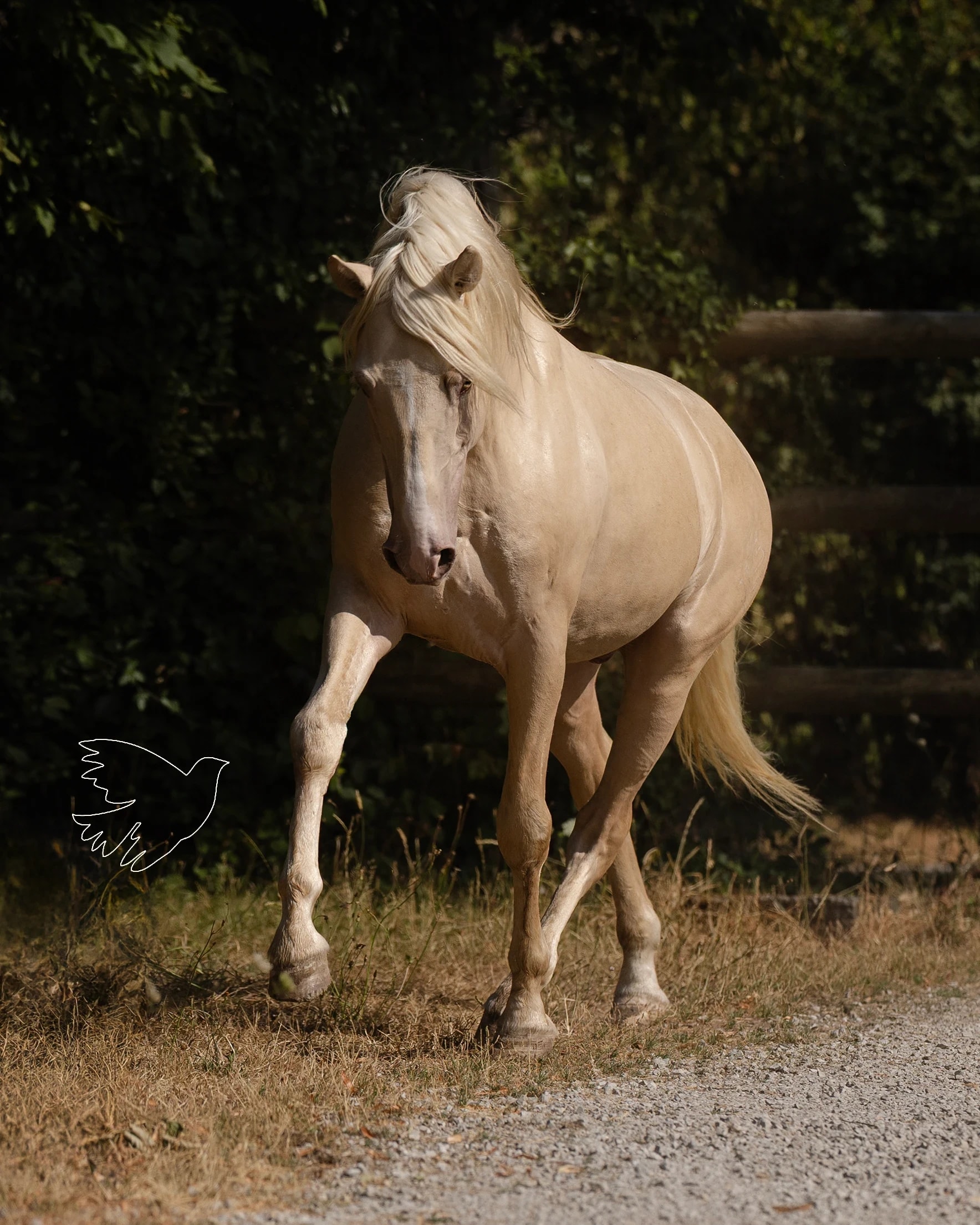 Poleo de LL - photo 5