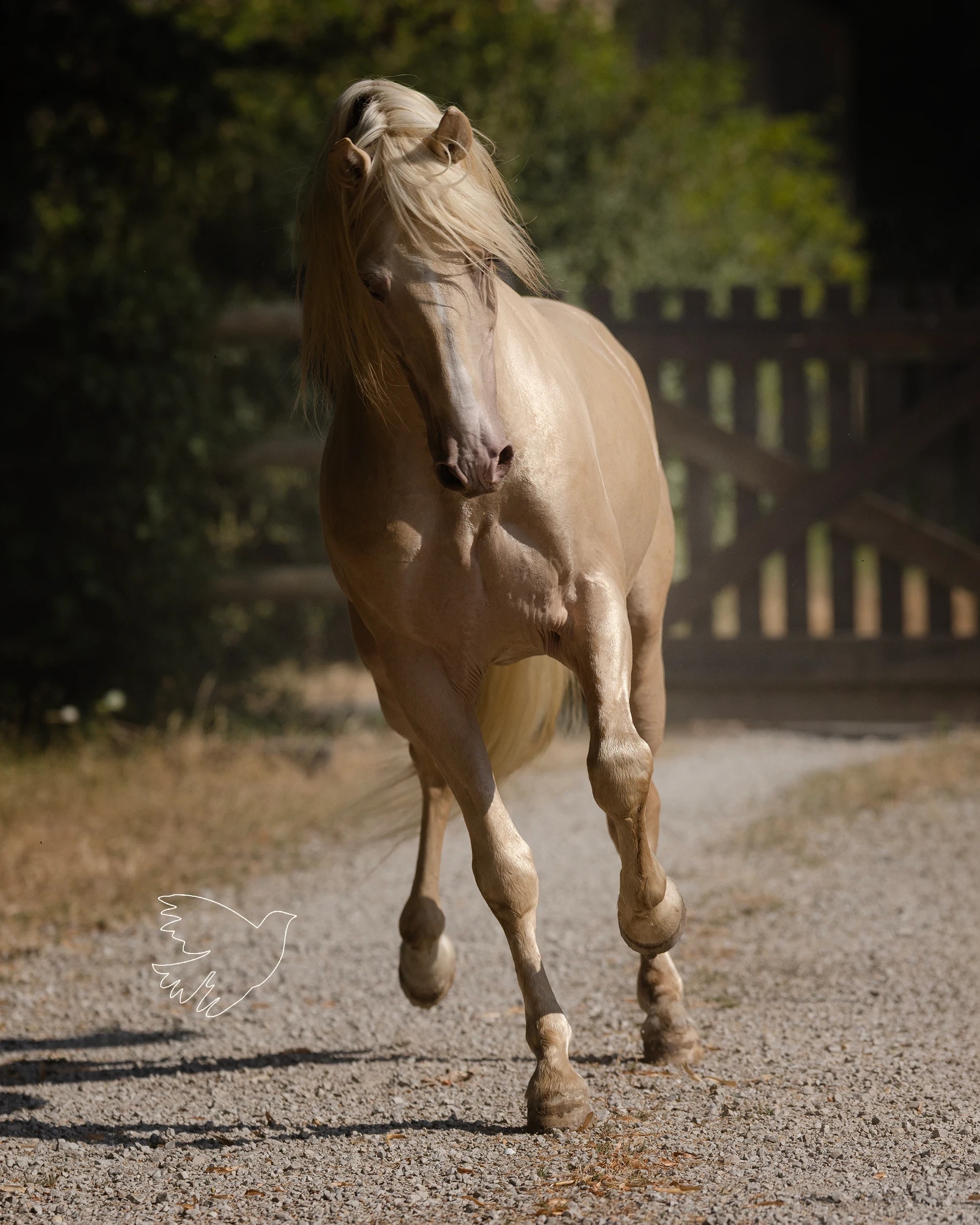 Poleo de LL - photo 7
