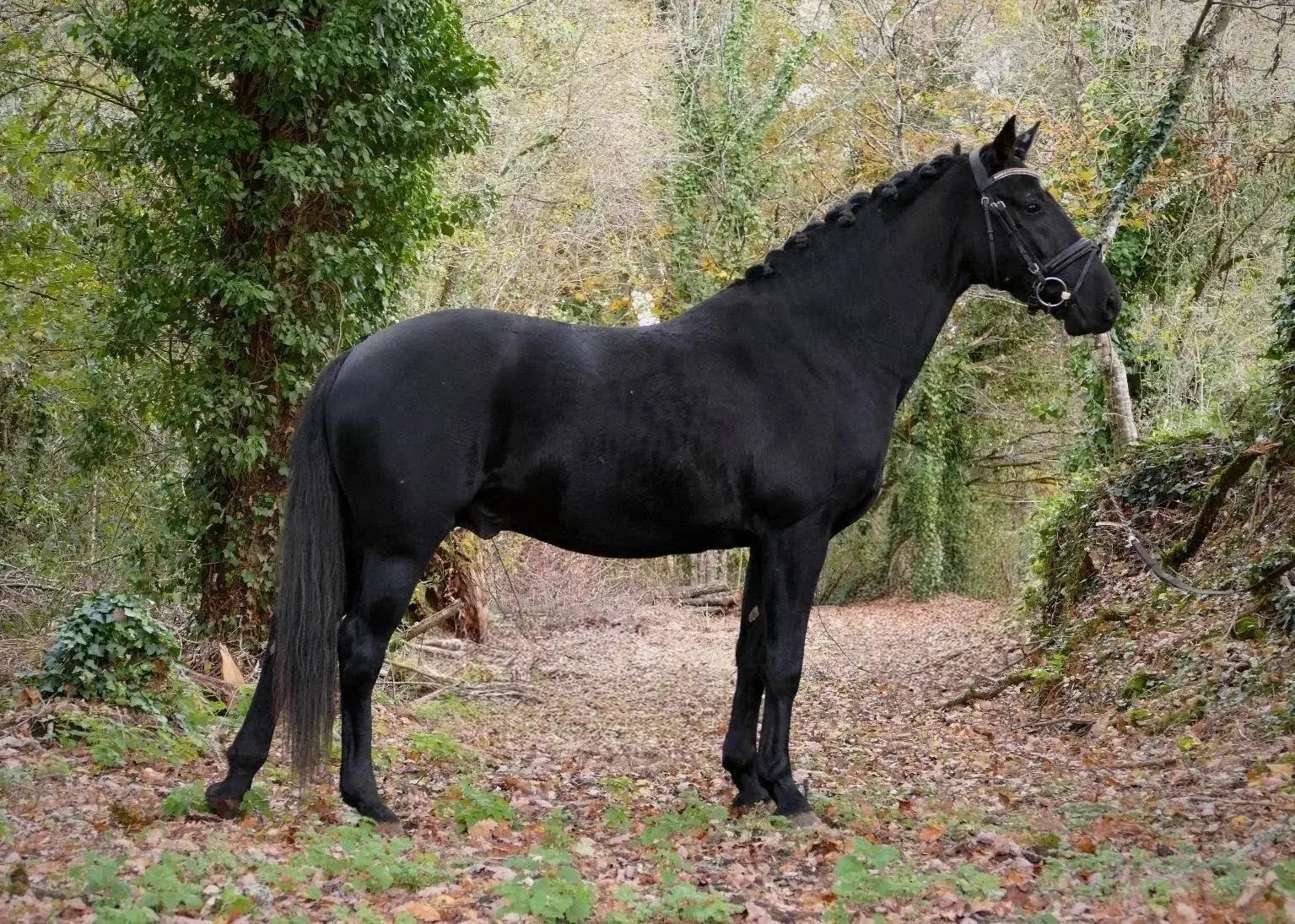 DANNY BLACK, alias KIS'OR - photo 2