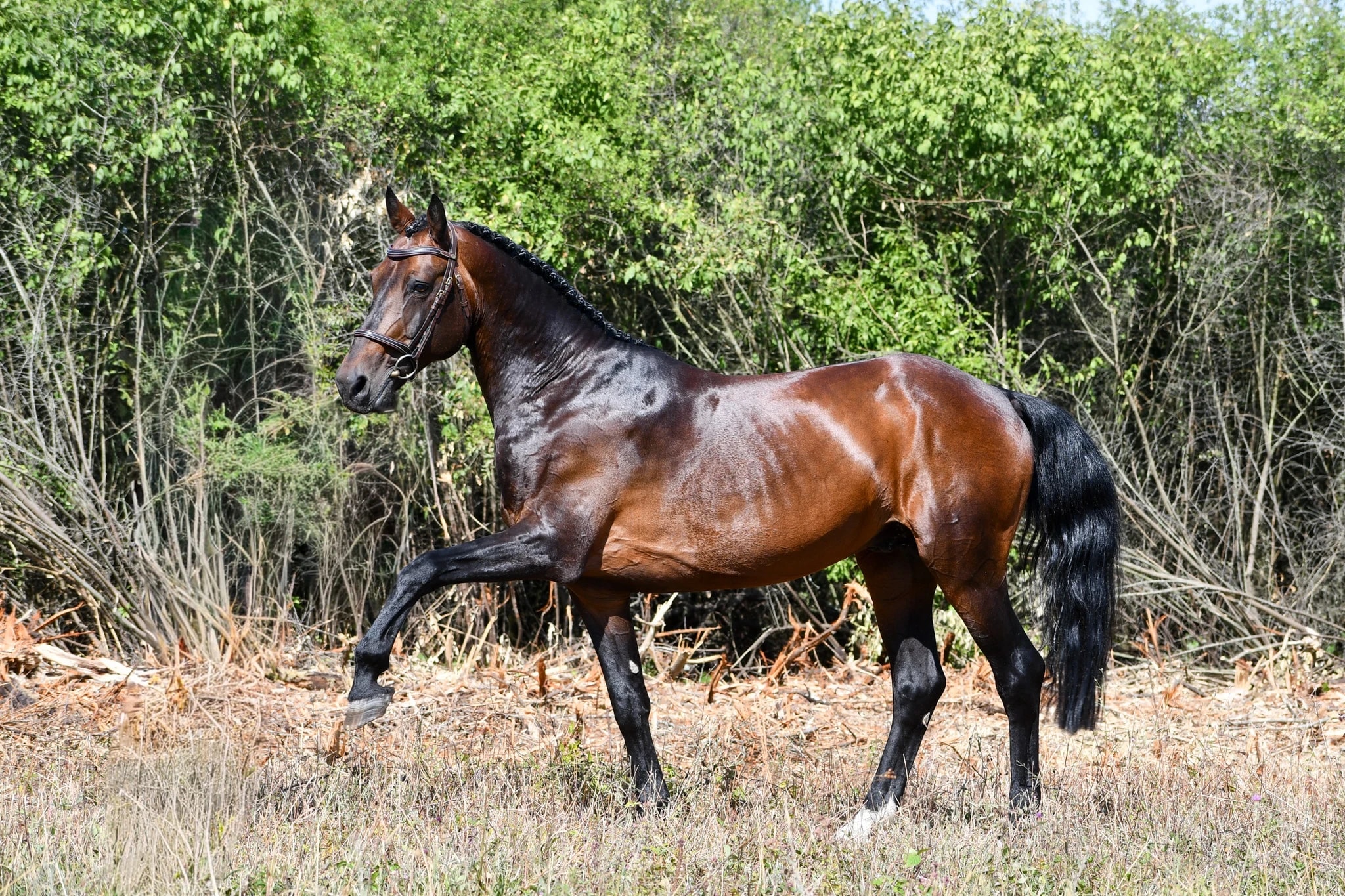 Vasco de Parentrie - photo 5
