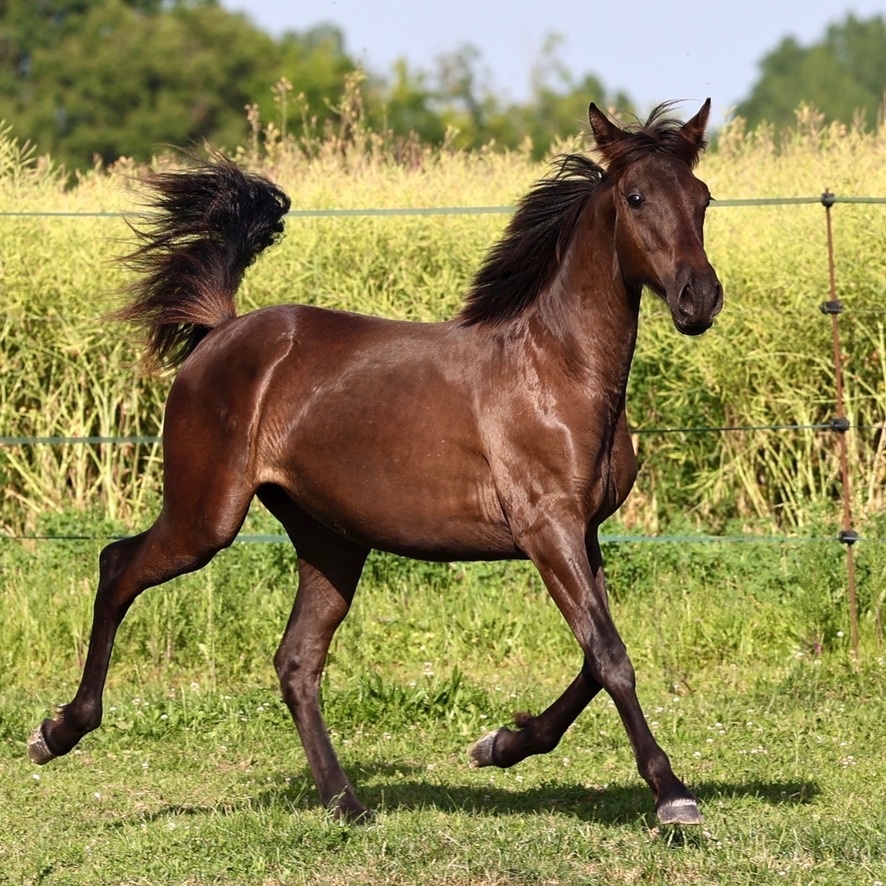 Pantera du Corval