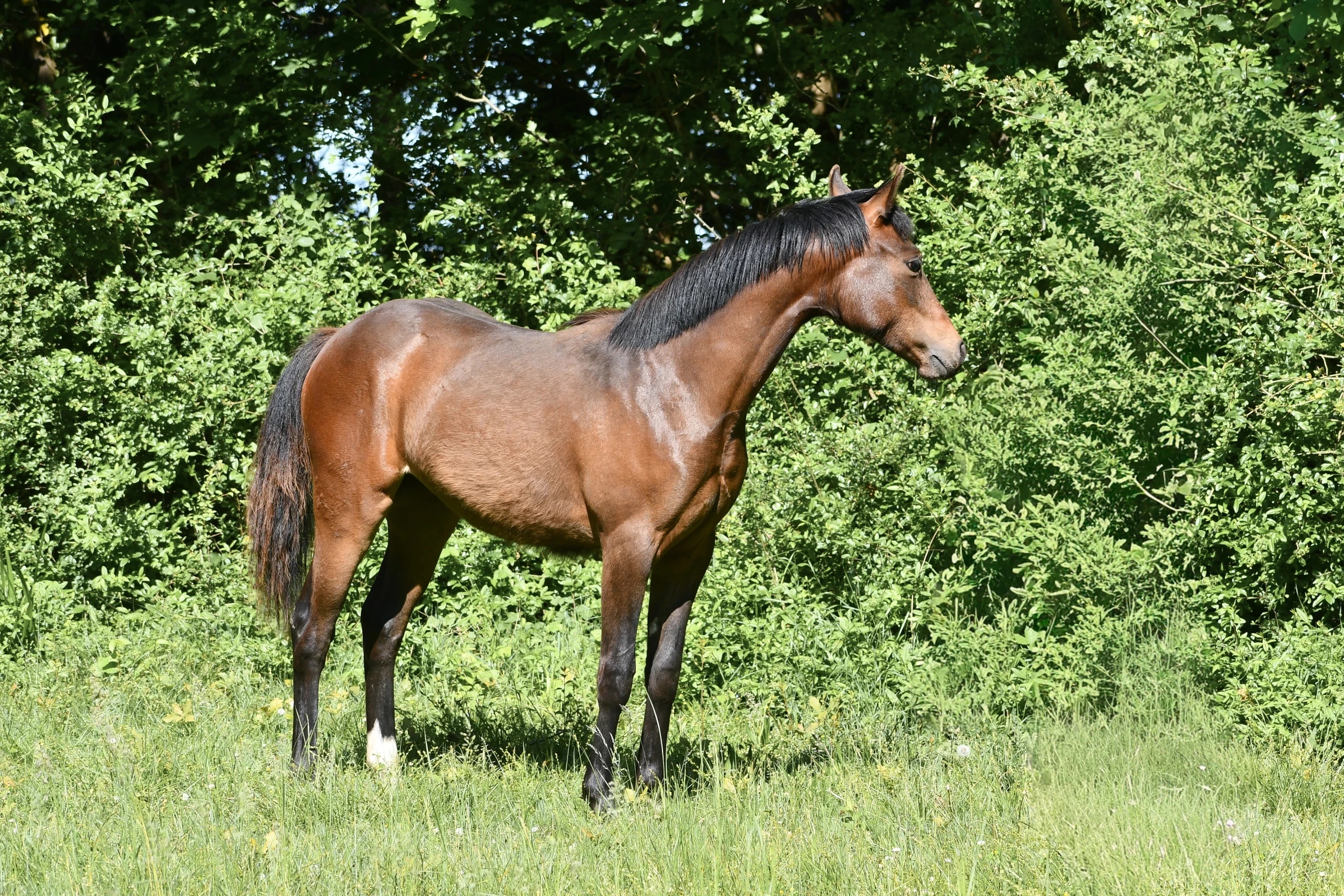 Piinkhina Marais d'Or