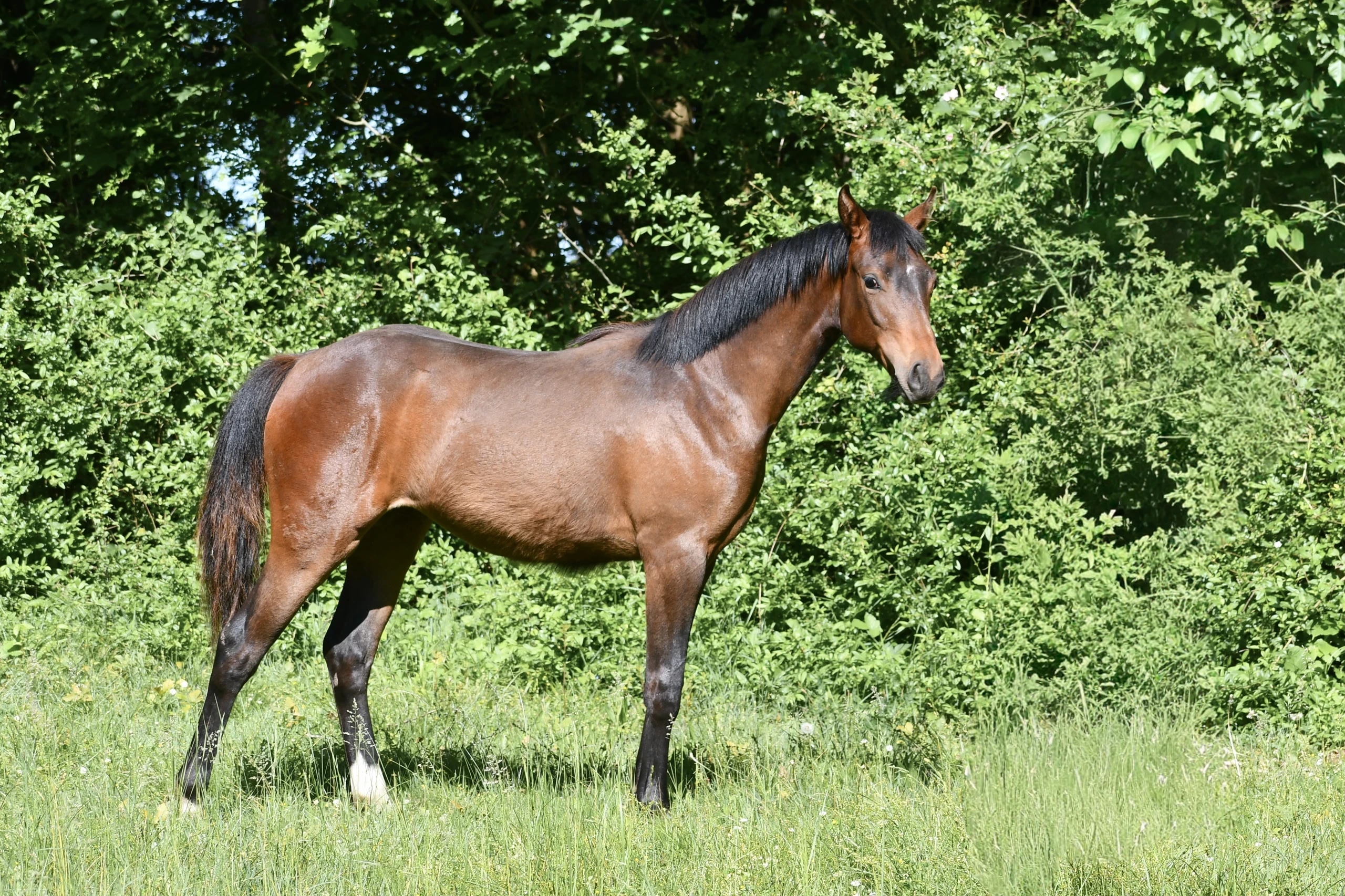 Piinkhina Marais d'Or