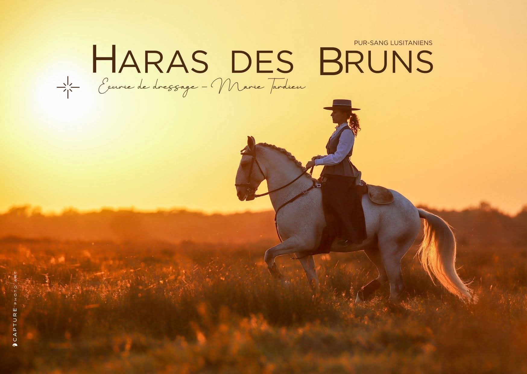 Haras des Bruns - pur sang lusitaniens