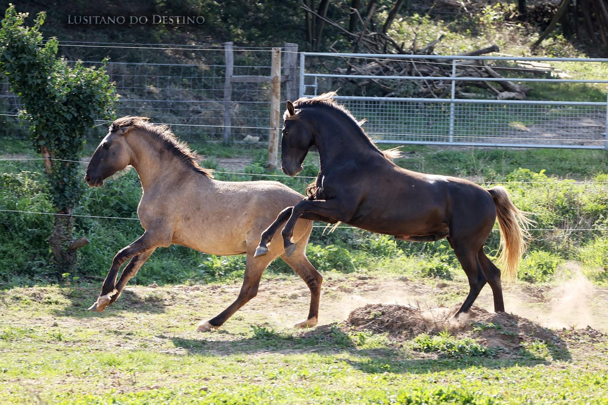 Lusitano do Destino