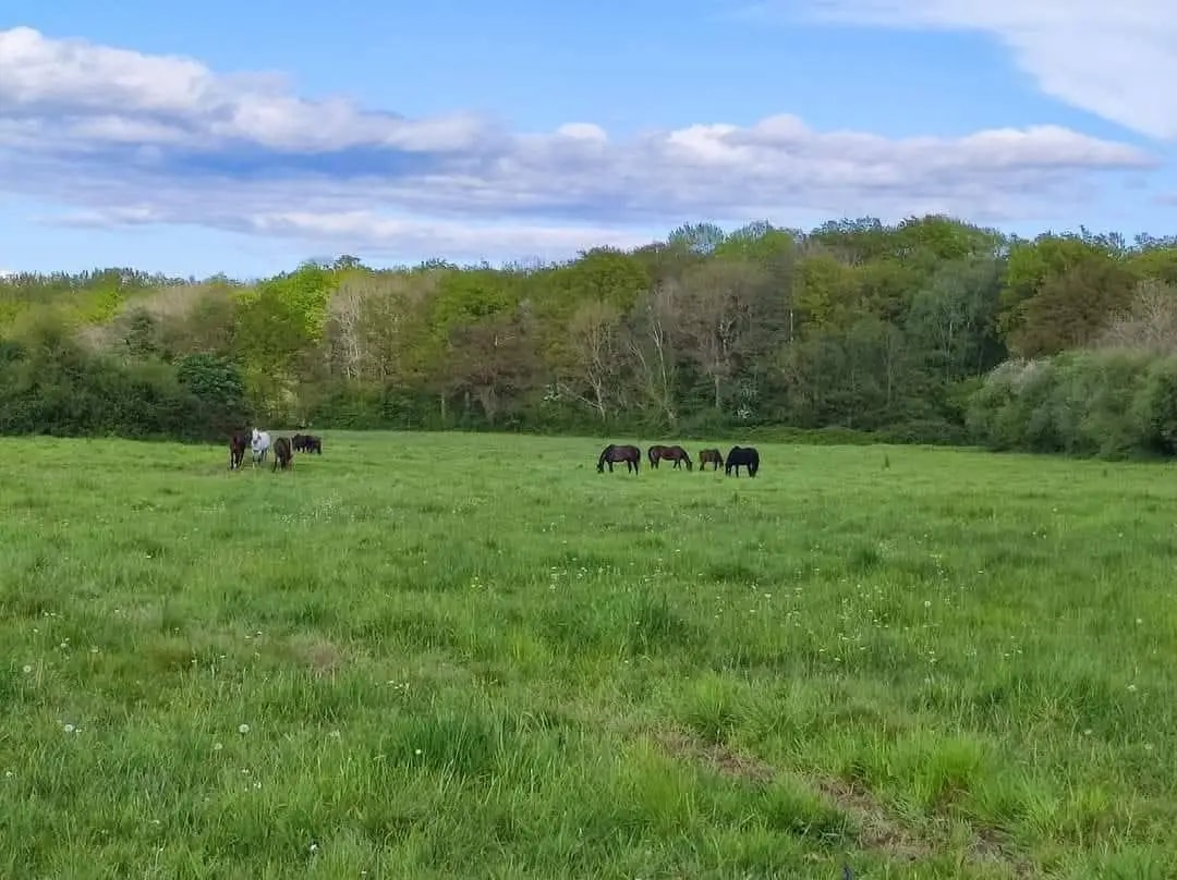 Haras de Rochereuil
