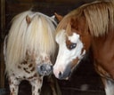 Logo Haras Prynn